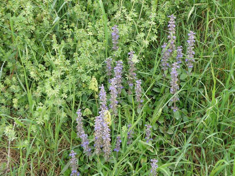 Ajuga reptans